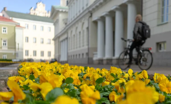 Sarı menekşeler baharda çiçek açan bir şehirde güzel havalarda.