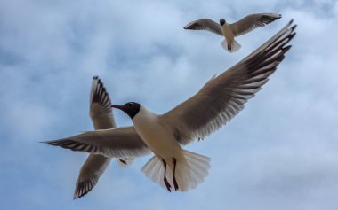 Bulutlu gökyüzüne karşı siyah başlı bir martı sürüsü.
