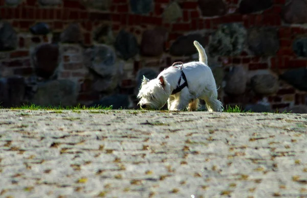 Raça Cão West Highland White Terrier Caminha Luva Pedra Tempo — Fotografia de Stock