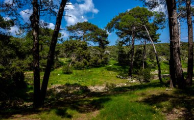 Kıbrıs adasının sık ormanlarında açık bir yaz gününde Cedars.
