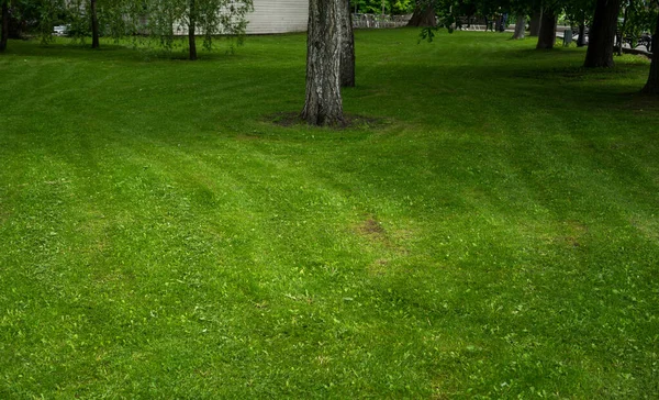 Freshly Cut Green Lawn Grass City Park Bright Sunny Day — Stock Photo, Image