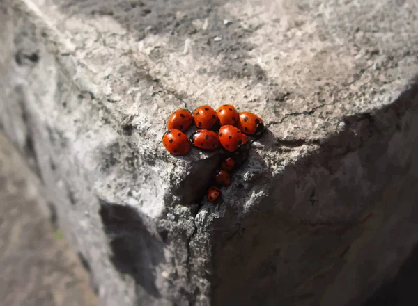 Family of ladybugs — Stock Vector