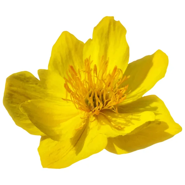 Yellow flower isolated on white