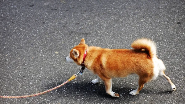Золотая собака в Японии — стоковое фото