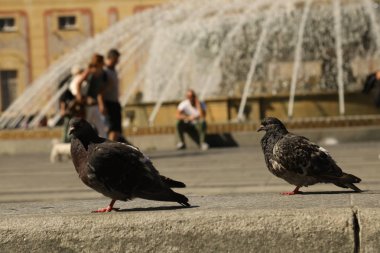 Meydanda Beslenen Güvercinler