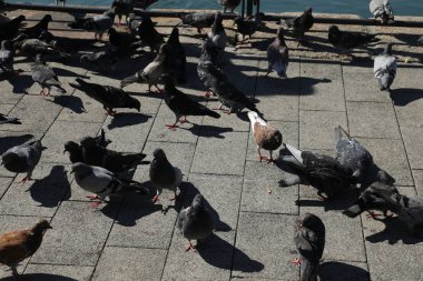 Meydanda Beslenen Güvercinler