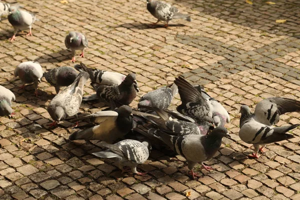 Pigeons Feeding On The Square — Stock Photo, Image