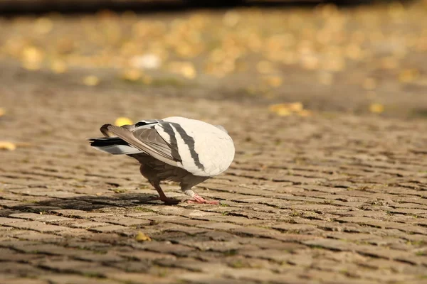 Meydanda Beslenen Güvercinler — Stok fotoğraf