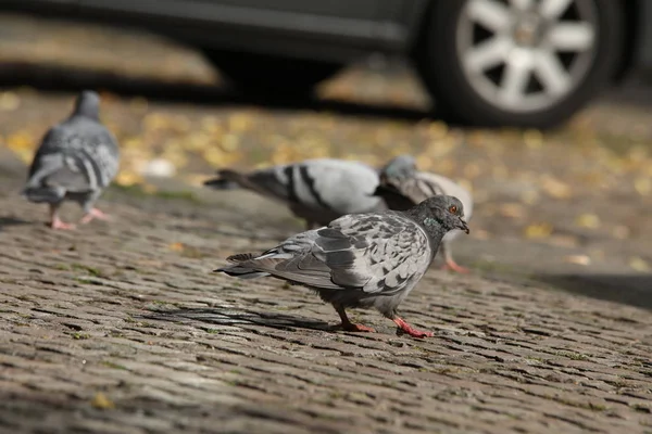 広場での鳩の餌やり — ストック写真