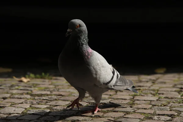 Piccioni che si nutrono della piazza — Foto Stock