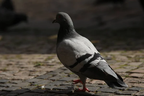 Pigeons se nourrissant sur la place — Photo