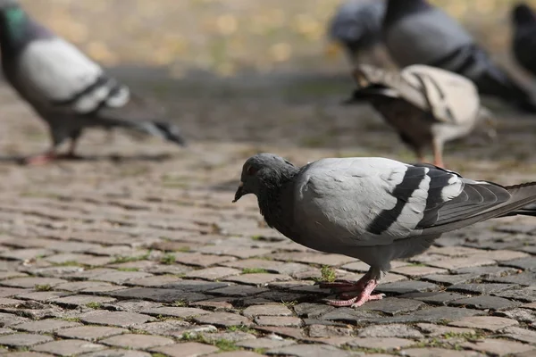 Pigeons se nourrissant sur la place — Photo