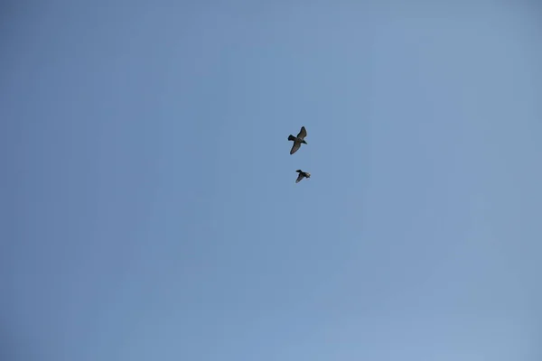 Aves en el cielo —  Fotos de Stock