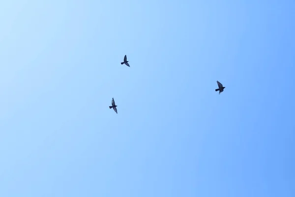 Oiseaux dans le ciel — Photo