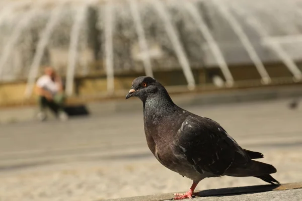 Gołębie żywiące się na placu — Zdjęcie stockowe