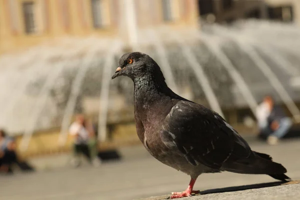 Gołębie żywiące się na placu — Zdjęcie stockowe