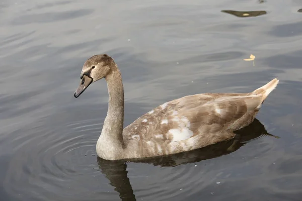 Vögel im Wasser — Stockfoto