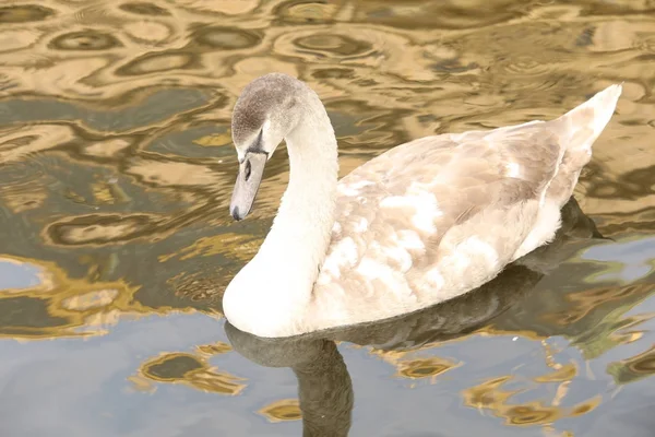 Vögel im Wasser — Stockfoto