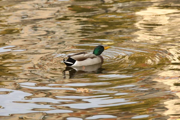 Oiseaux dans l'eau — Photo