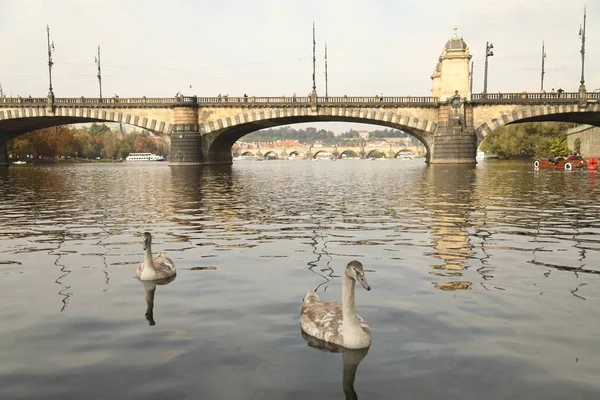 Fåglar i vattnet — Stockfoto