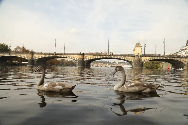 Ptáci ve vodě — Stock fotografie