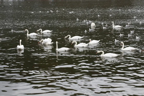 Ptáci ve vodě — Stock fotografie