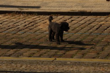 Köpek evde oynuyor.