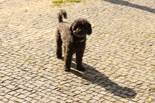 Cão brincando em casa — Fotografia de Stock