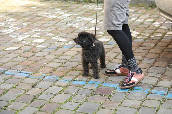 Hund leker hemma — Stockfoto