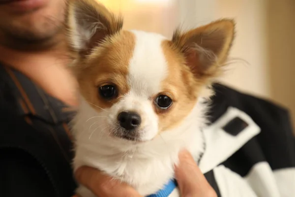 Hund leker hemma — Stockfoto