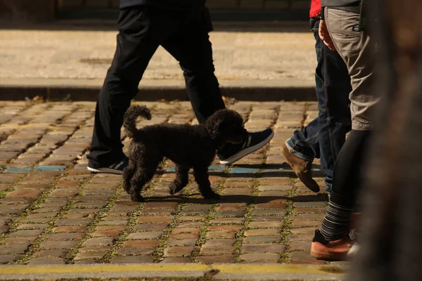 Hund leker hemma — Stockfoto