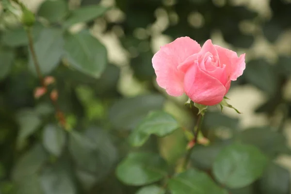 Micro plano de las flores — Foto de Stock