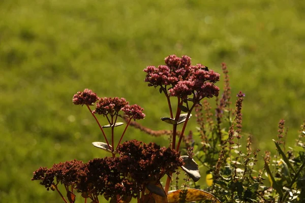 Micro shot des fleurs — Photo