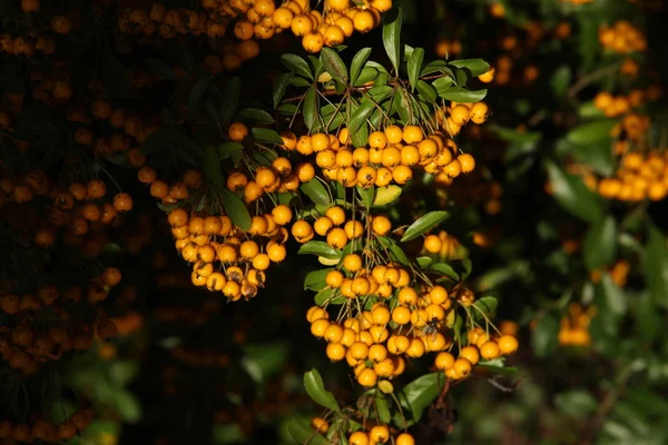 Primo piano della frutta medicata — Foto Stock