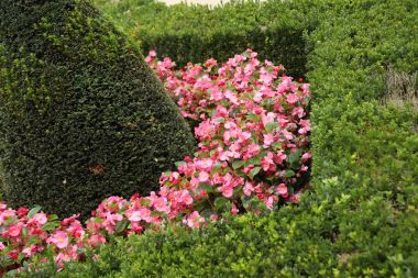 yaz yeşil park