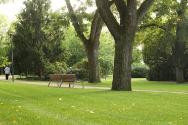 yaz yeşil park