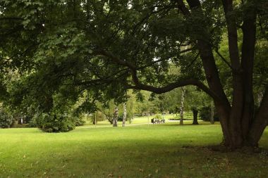 yaz yeşil park