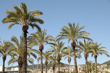 yaz yeşil park