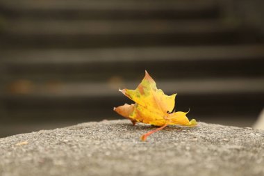 Mikro iğne yapraklar