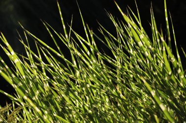 Mikro iğne yapraklar