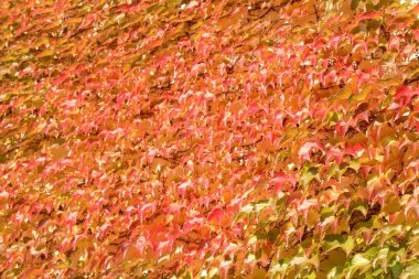 Mikro iğne yapraklar