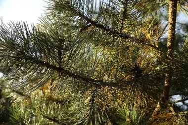 Mikro iğne yapraklar