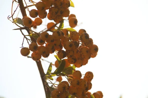 Frutas medicamentosas close-up — Fotografia de Stock