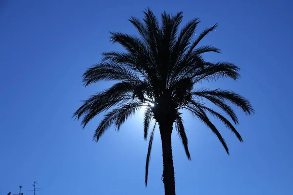 Parque verde de verano —  Fotos de Stock