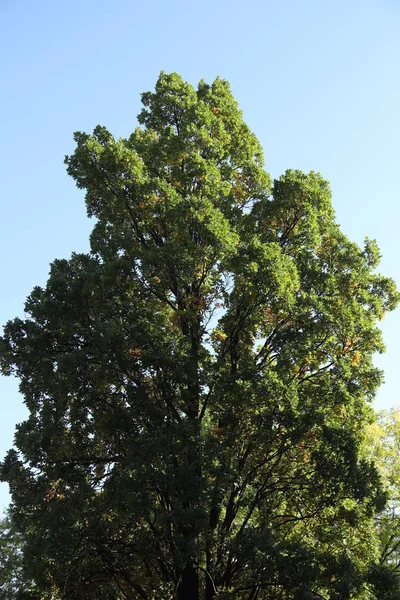 Sommergrüner Park — Stockfoto