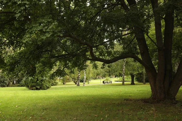 Lato zielony park — Zdjęcie stockowe