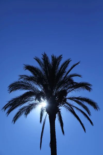 Parque verde de verano —  Fotos de Stock