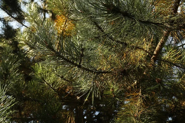 Leafs mikro strzał — Zdjęcie stockowe