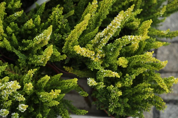 Bloem planten in kinderkamer — Stockfoto