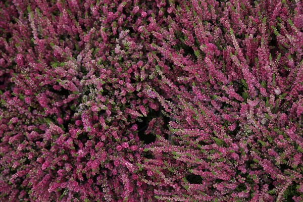 Kwiat roślin w szkółce — Zdjęcie stockowe